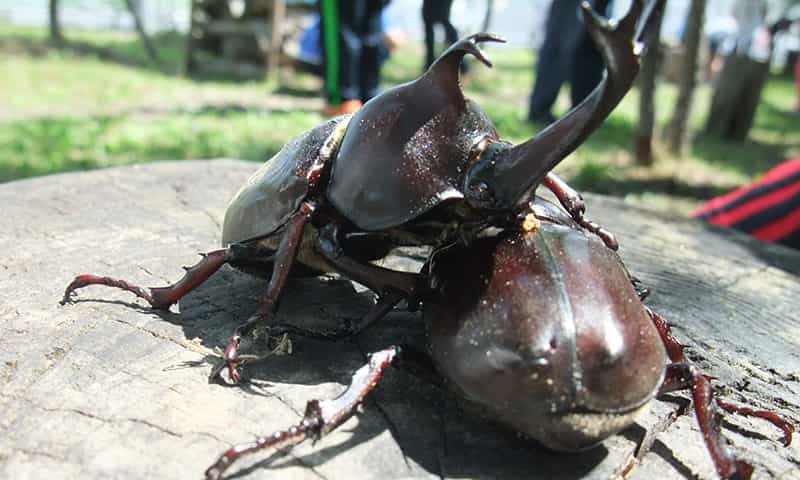 カブト虫ふれあい体験