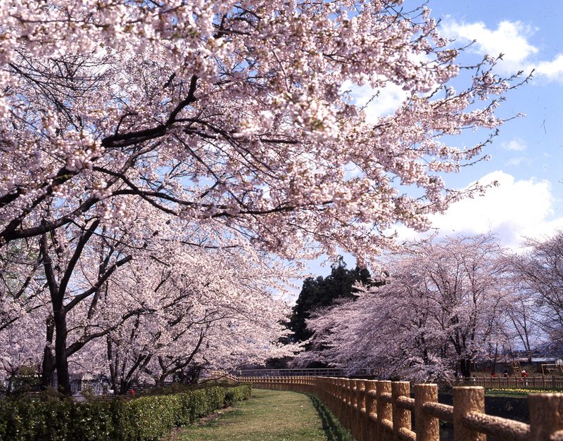 鳥谷ケ崎公園【桜】