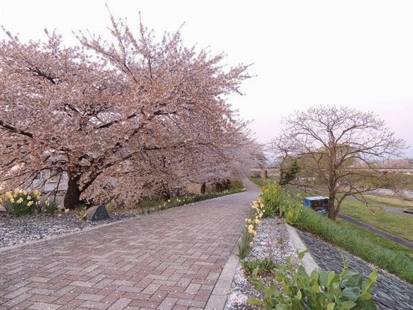 不動大橋付近【桜】