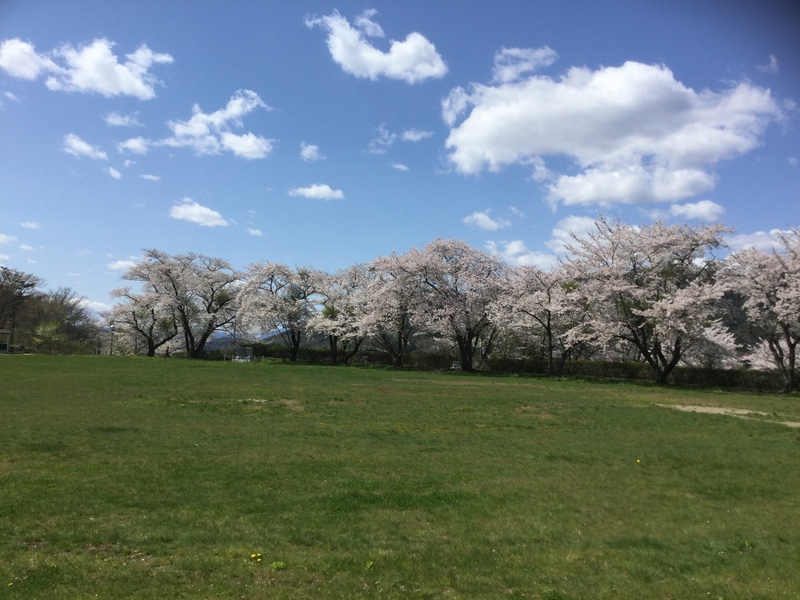 大迫町桜スポット