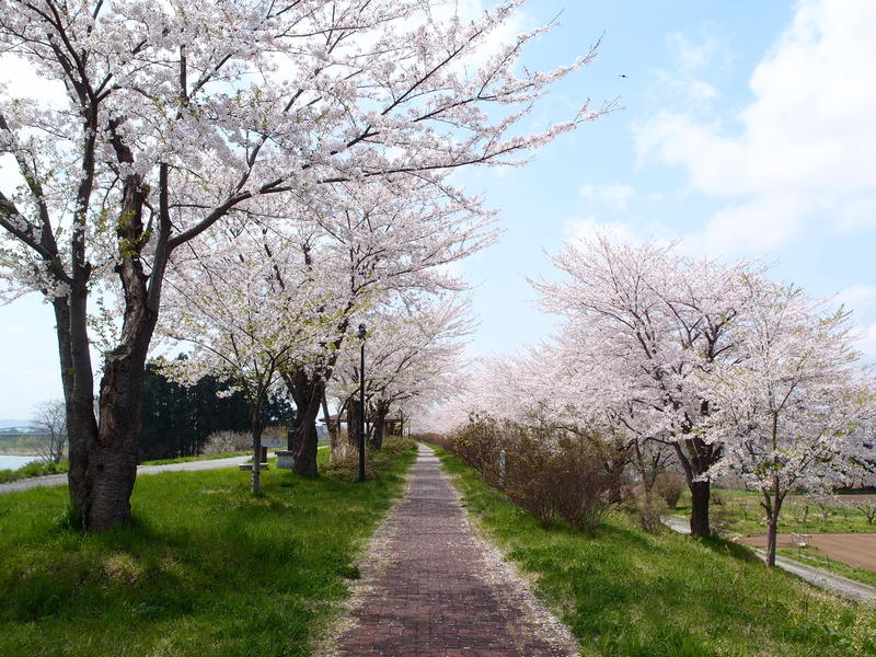 北上川河川敷【桜】