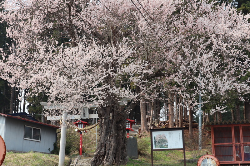 東和町桜スポット