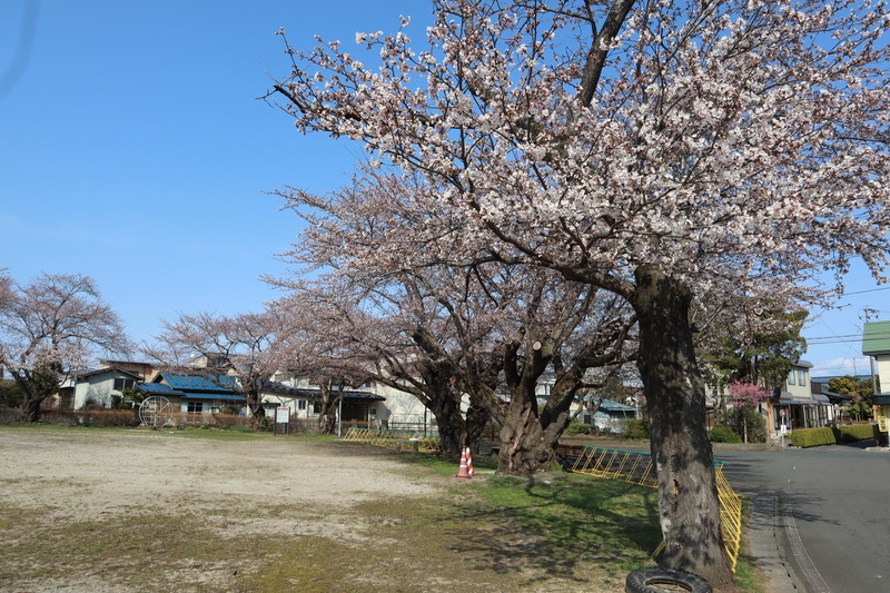 石鳥谷町桜スポット