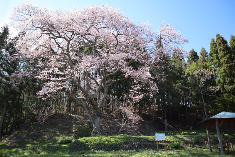 花巻地区桜スポット