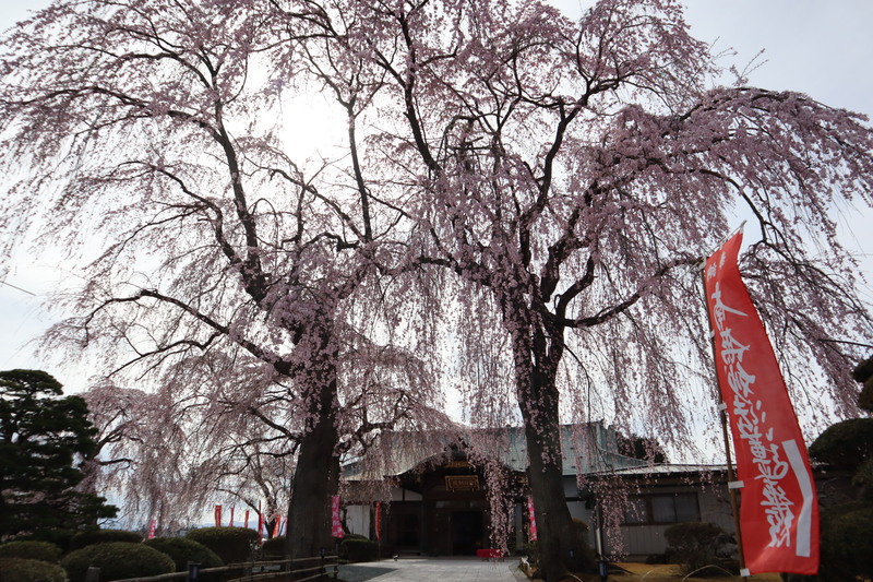 身照寺【桜】