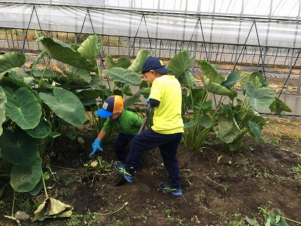 ファームプラス野菜収穫風景