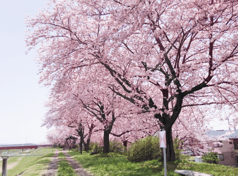 北上川河川敷